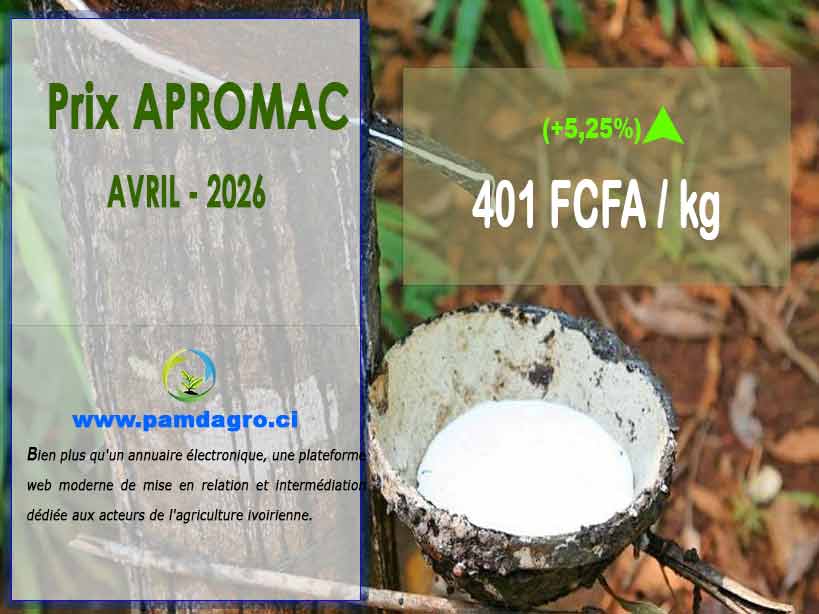 Prix hévéa octobre 2025