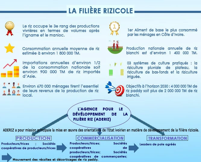 organisation de la filière rizicole en Côte d'Ivoire